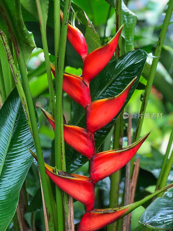 Heliconia rostrata也被称为悬挂龙虾爪